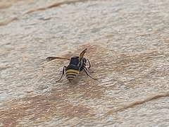 Brachygastra