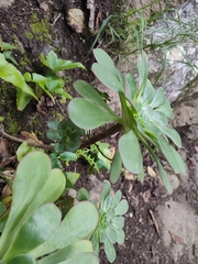 Aeonium