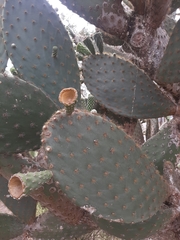 Opuntia galapageia