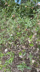 Wedelia hispida