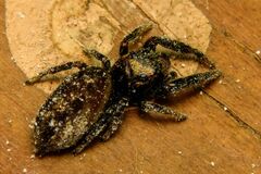 Dendryphantes