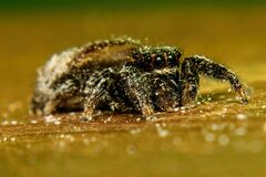 Dendryphantes