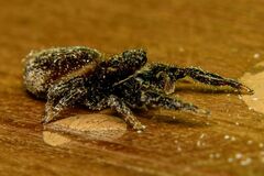 Dendryphantes