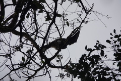 Bycanistes subcylindricus