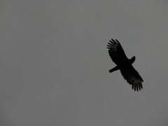 Lophaetus occipitalis