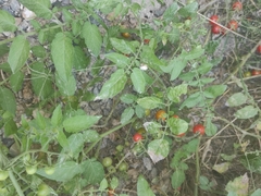 Solanum pimpinellifolium