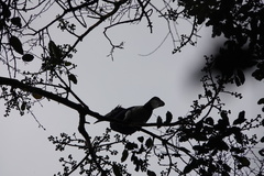Bycanistes subcylindricus