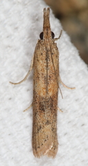 Macrorrhinia endonephele