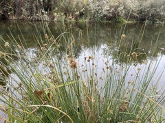 Schoenoplectus americanus