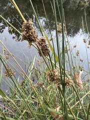 Schoenoplectus americanus