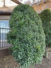 Withania begonifolia