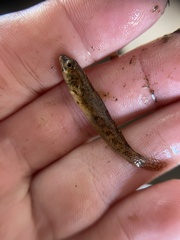 Etheostoma olmstedi