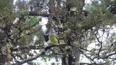 Myiarchus panamensis