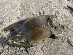 Beringraja binoculata