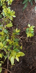 Azara serrata