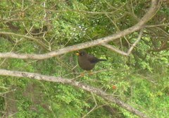 Turdus nigrescens
