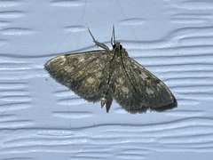 Anania tertialis