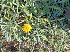 Gazania rigens
