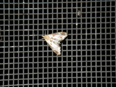 Dicymolomia metalliferalis