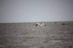 Pelecanus