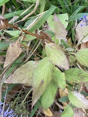 Trachelium caeruleum