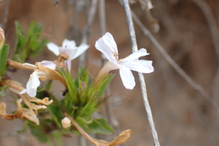 Dyschoriste costata