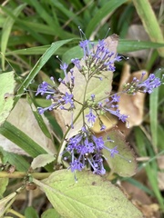 Trachelium caeruleum