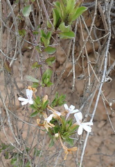 Dyschoriste costata
