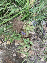 Trachelium caeruleum