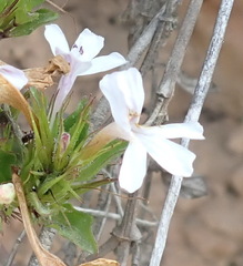 Dyschoriste costata