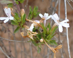 Dyschoriste costata