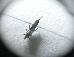 Gynaikothrips