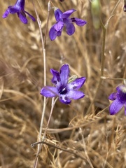 Conanthera trimaculata