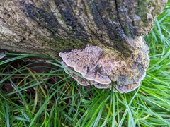 Coriolopsis gallica