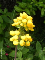 Calceolaria integrifolia