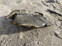 Beringraja binoculata