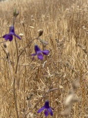 Conanthera trimaculata