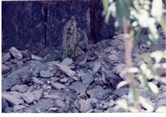 Crithagra menachensis