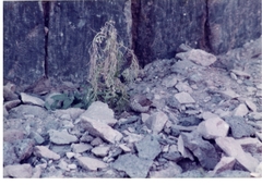 Crithagra menachensis