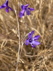 Conanthera trimaculata