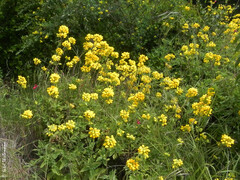 Calceolaria integrifolia