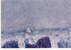 Crithagra menachensis