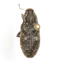 Apleurus lutulentus
