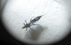 Gynaikothrips