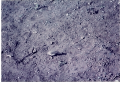 Crithagra menachensis