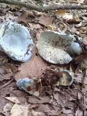 Hypomyces lateritius