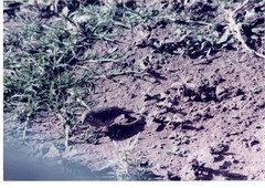 Crithagra menachensis