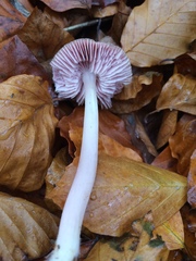 Mycena diosma