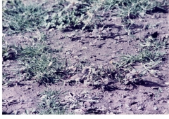 Crithagra menachensis