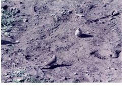 Crithagra menachensis